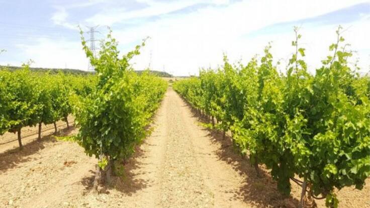 Entrevista con David Palacios, presidente del CRDO Navarra (20/05/2020)