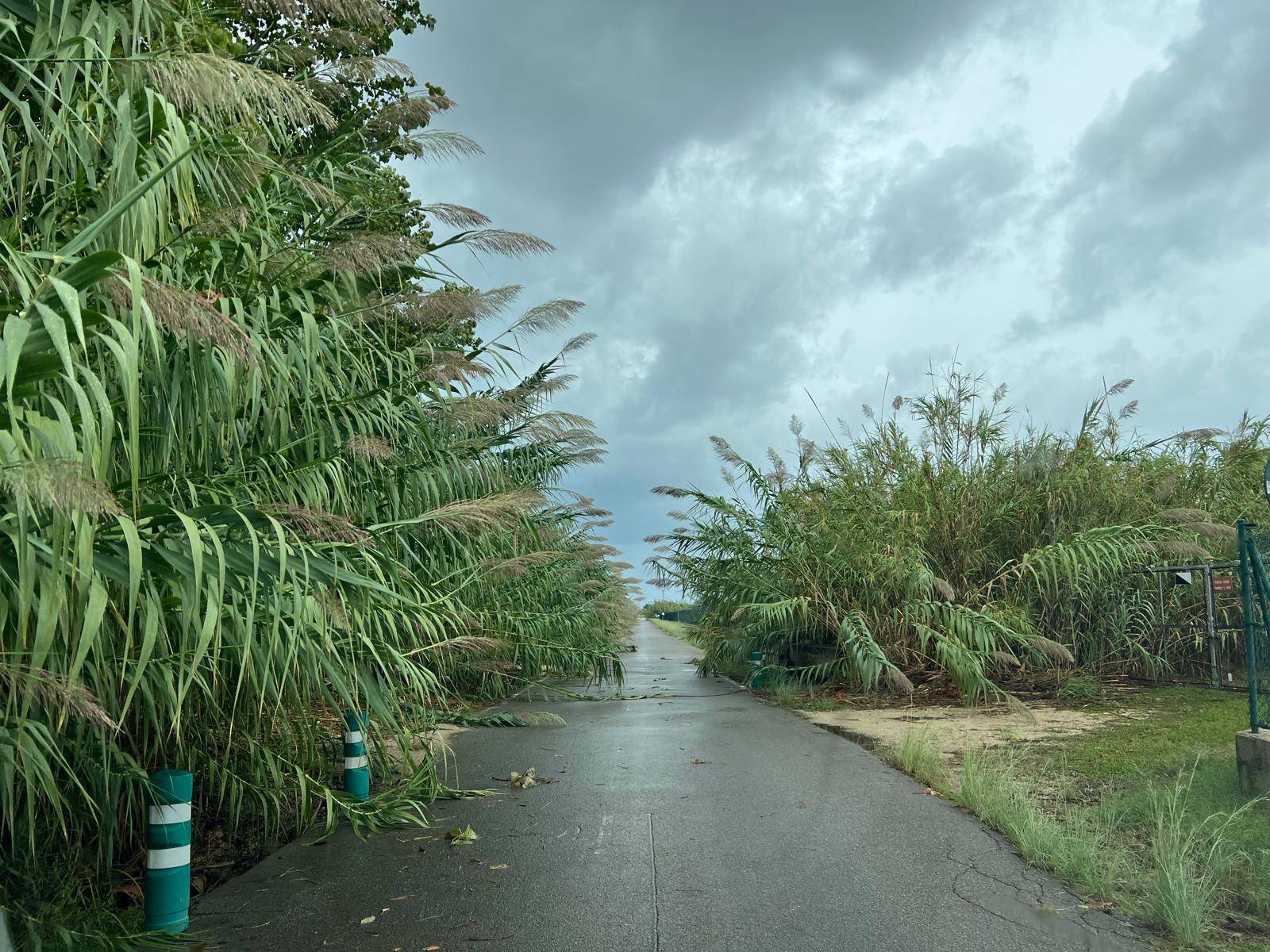 Compromís por Xeraco denuncia la gestión del PP en el mantenimiento de los espacios verdes del municipio