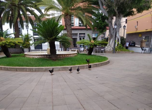 Gallinas en la plaza