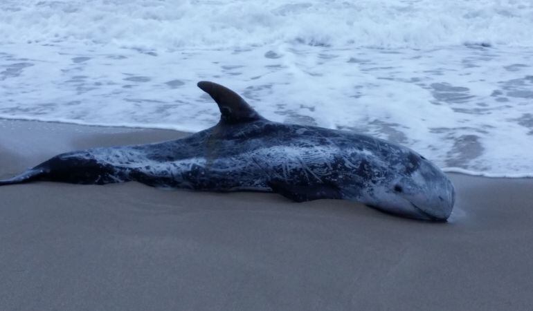 Cap d&#039;olla aparegut al Vendrell. 