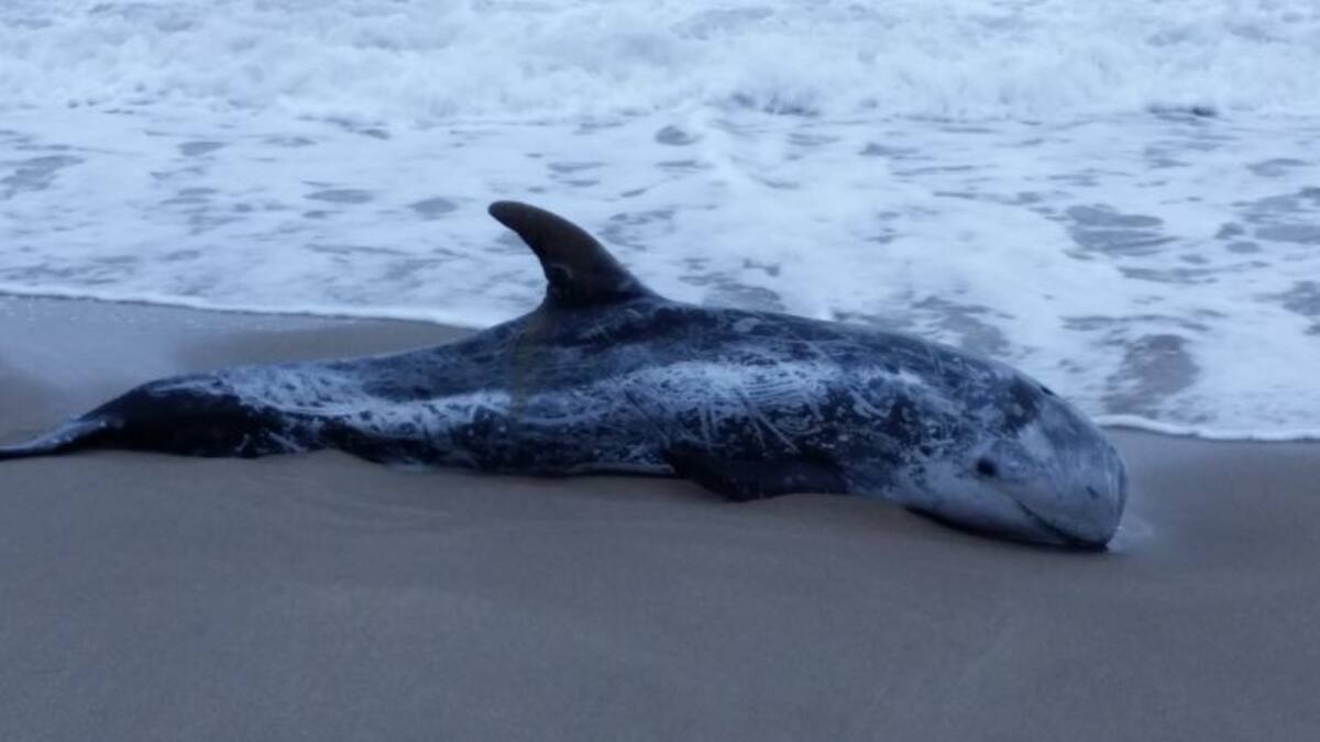 Troben un cap d'olla a la platja de Sant Salvador del Vendrell