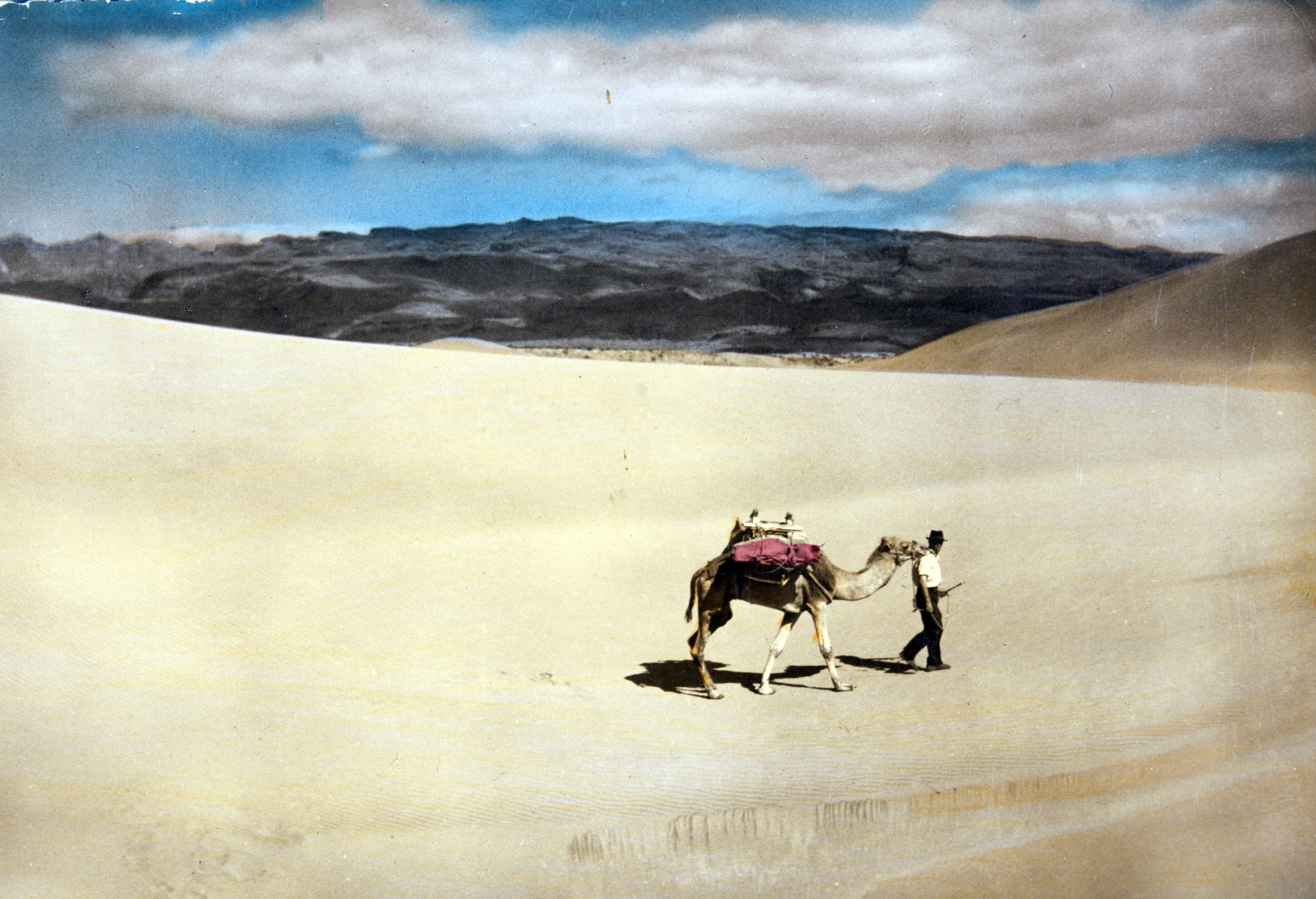 Camellos en las Dunas de Maspalomas