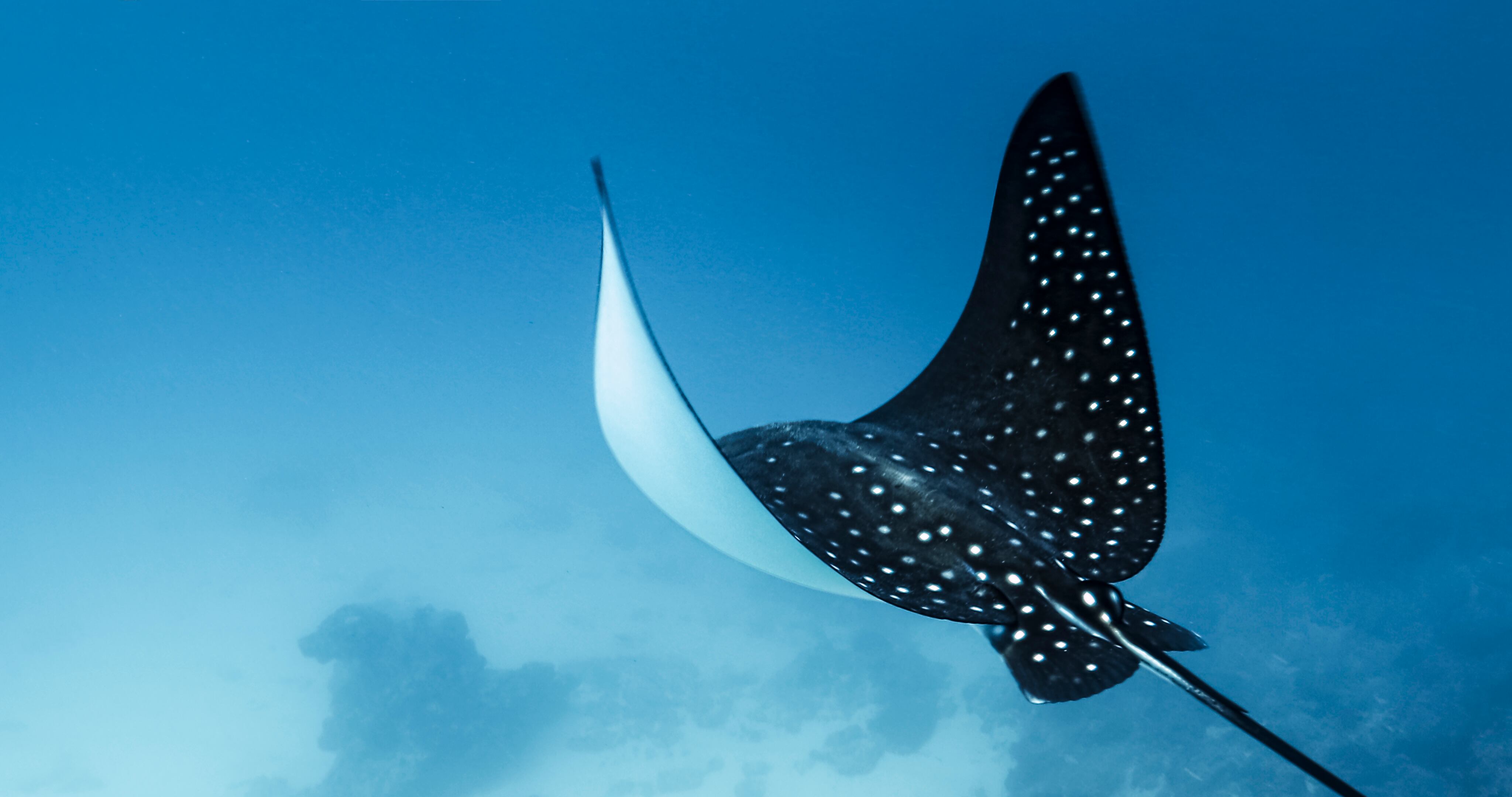 Spotted eagle ray (Aetobatus narinari), Nusa Penida, Bali , Indonesia.