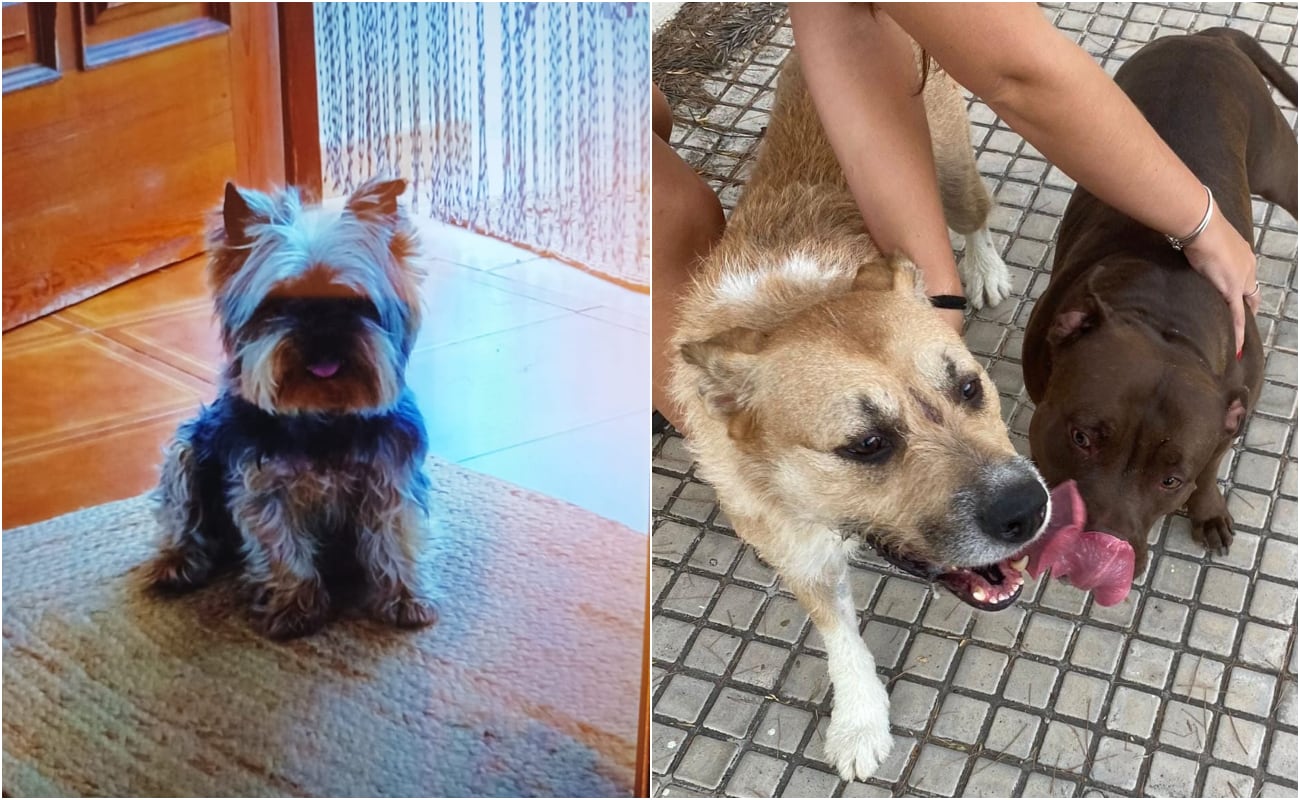 Luna, la perra Yorkshire fallecida, y los dos perros que la atacaron