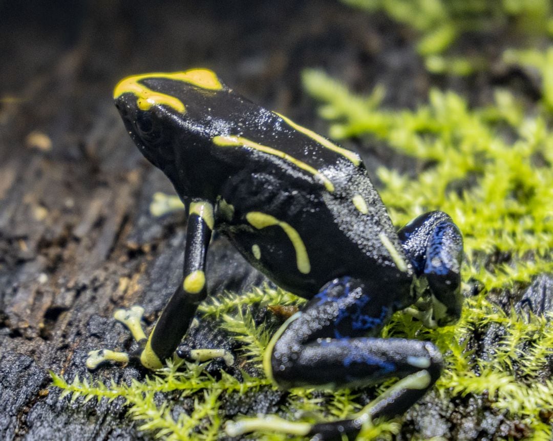 Dendrobates Tinctorius Alanis