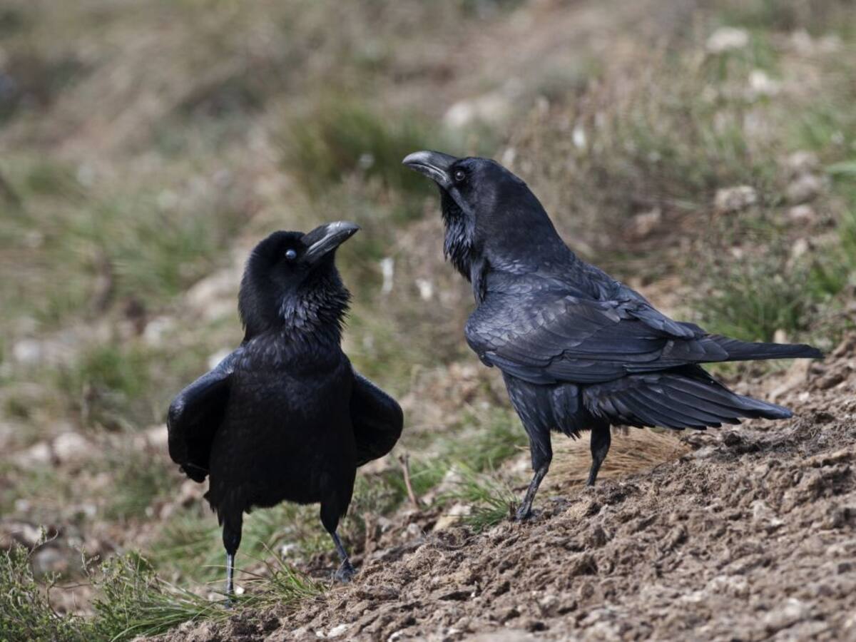 El Guardabosques: los cuervos
