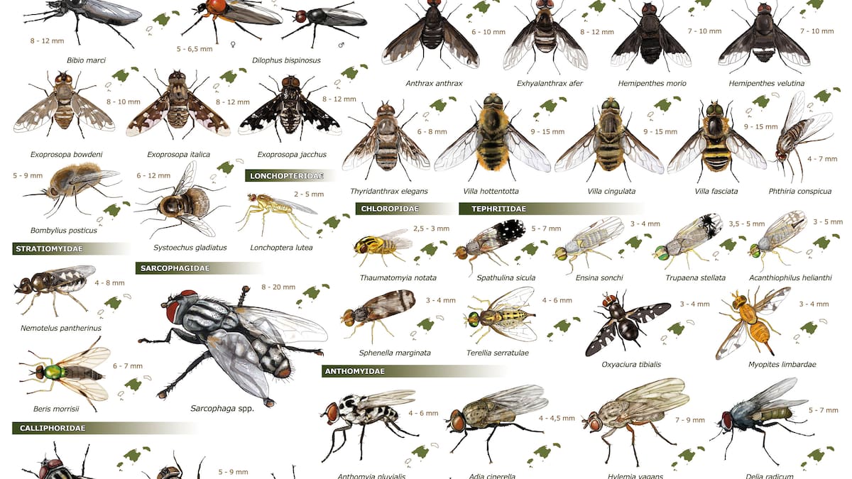 Publican por primer vez un catálogo de las especies de moscas en Baleares