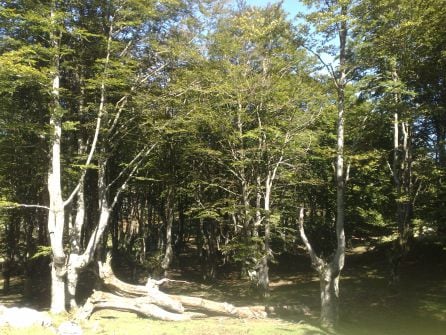 Bosque de Egiriñao en Gorbea