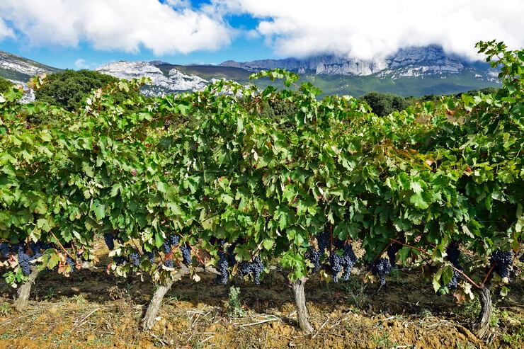 Viñedos en Rioja Alavesa