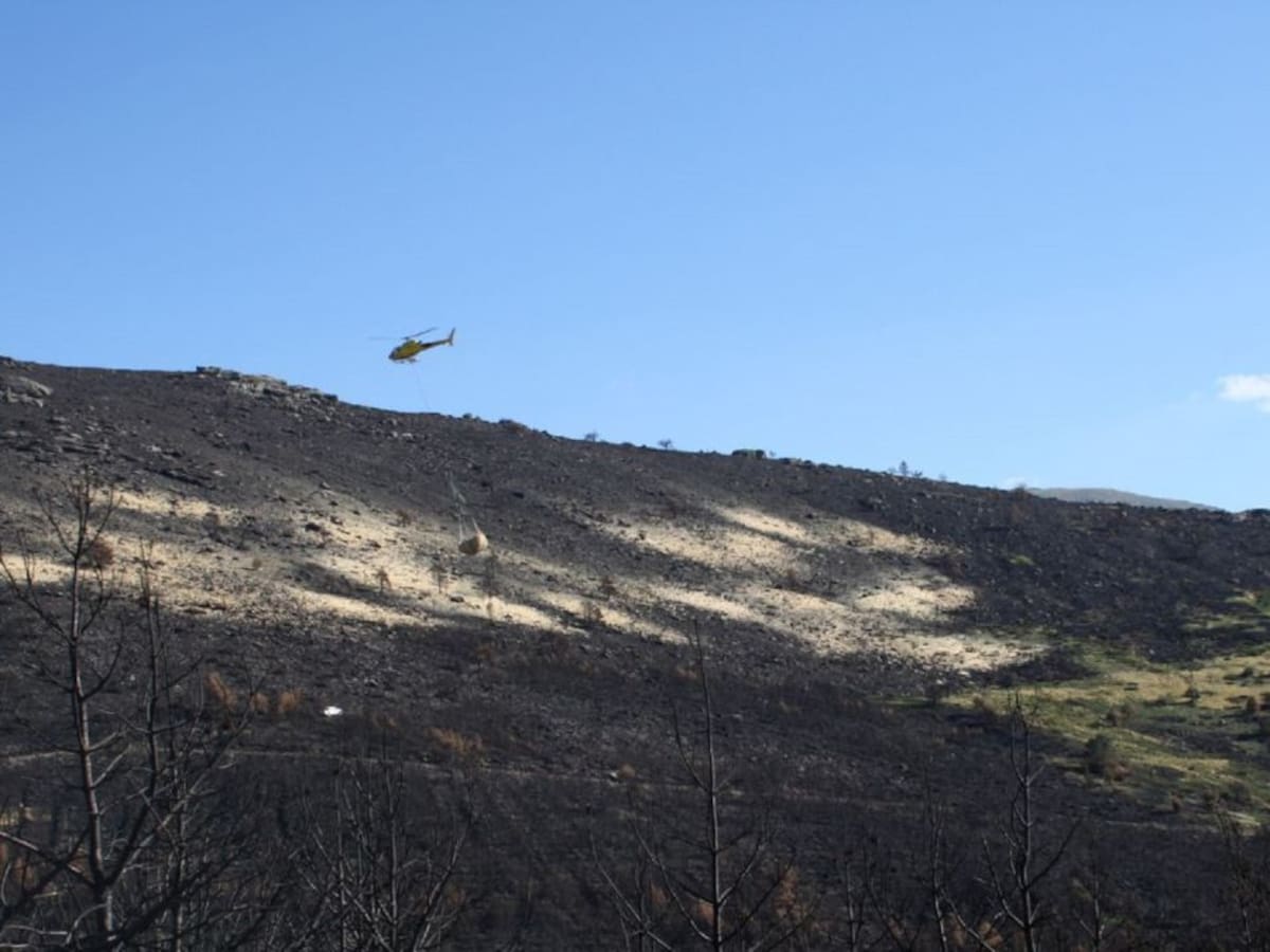 Continúa el acolchado de suelo con paja en la zona quemada del incendio de Guadarrama