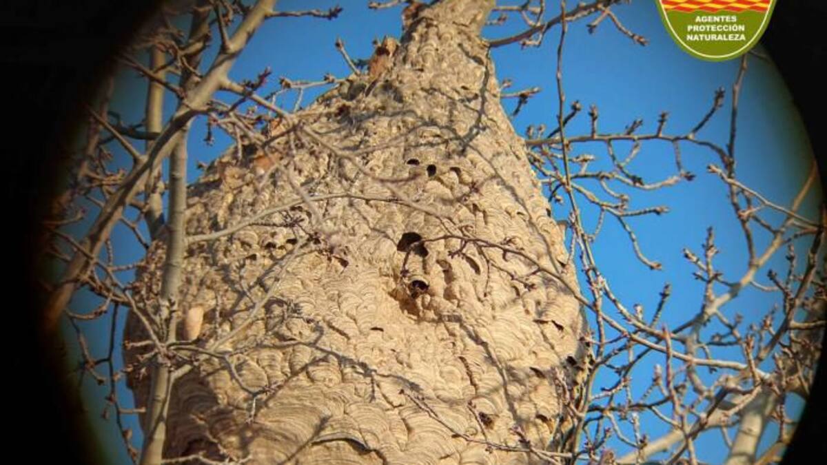 José Mª Oliván, apicultor, habla sobre la avispa asiática