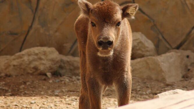 Cria del Bisonte eurpeo nacida en el Zoo de Jerez