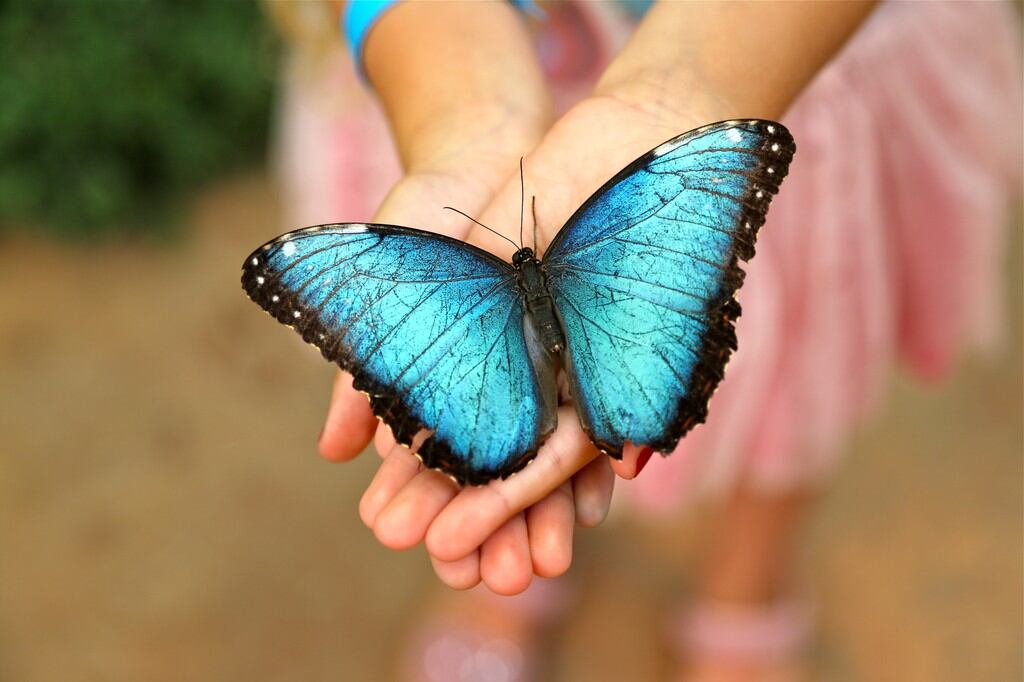 Mariposario Benalmádena
