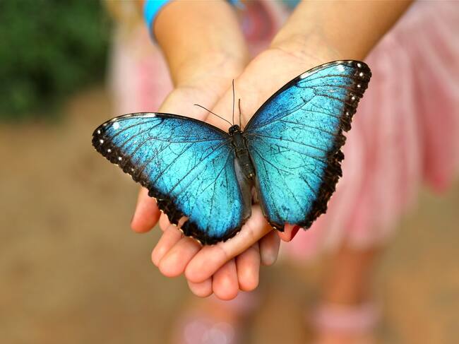 Mariposario Benalmádena