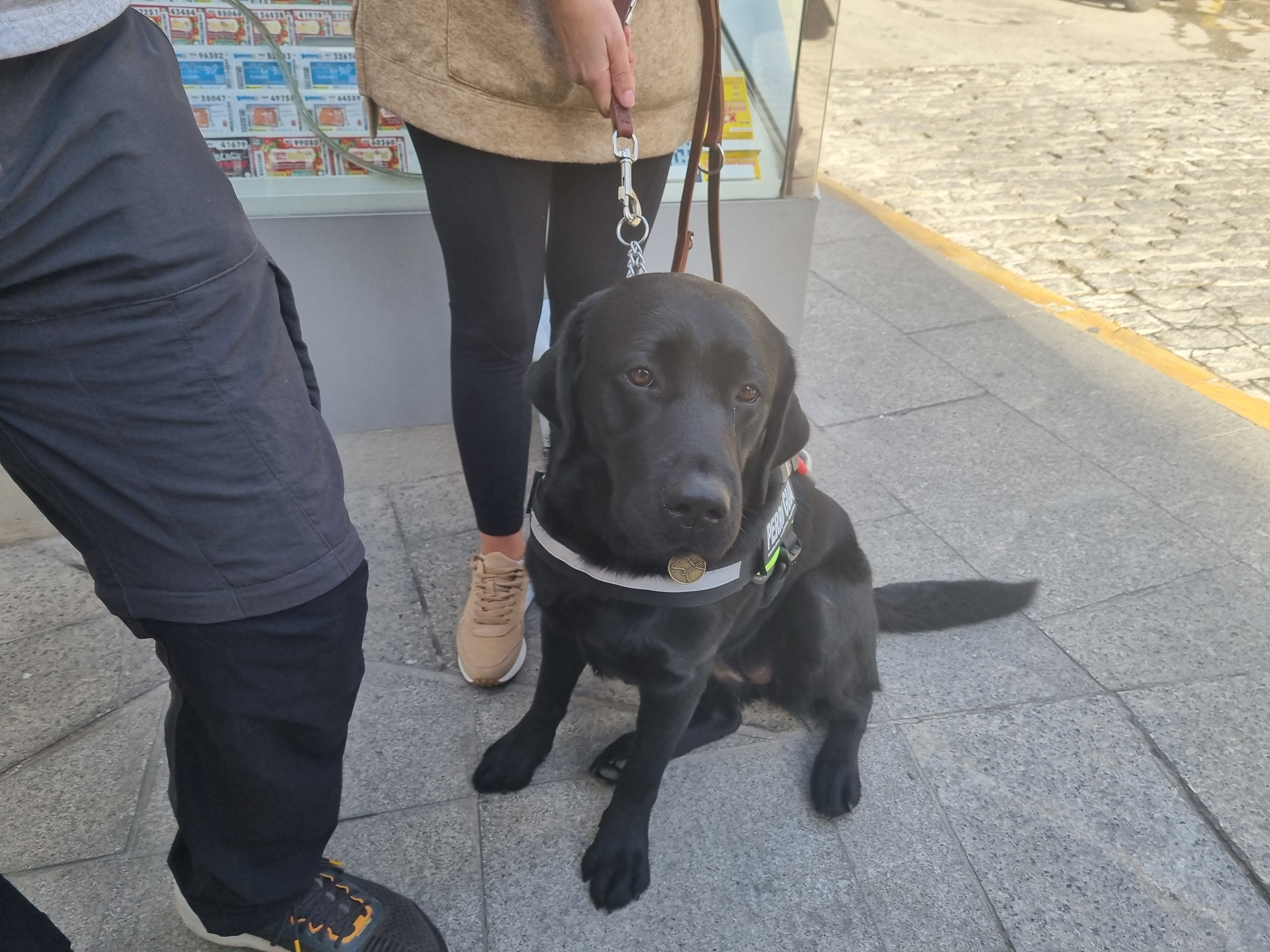 Kova tiene dos años y ha sido entrenada en Madrid