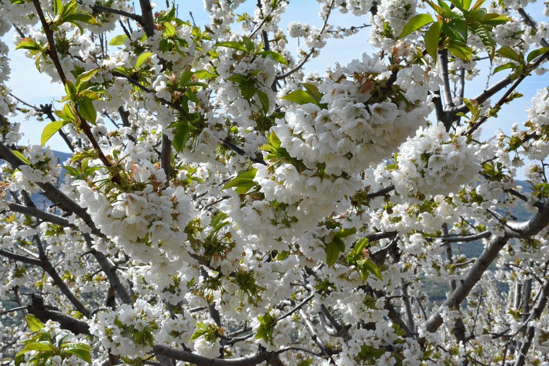 Cerezos en flor en el Valle del Jerte