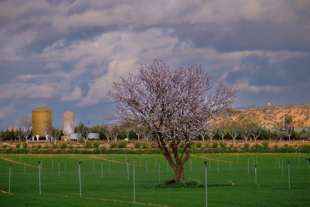 Almendro en flor en La Mancha