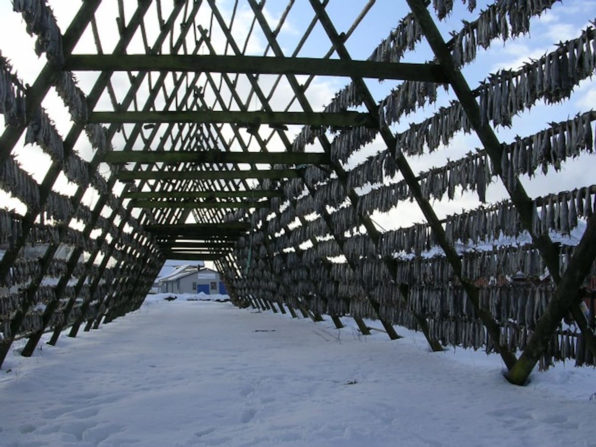En las pirámides el bacalao se seca con el clima frío y húmedo. Pierde un 30%de su peso