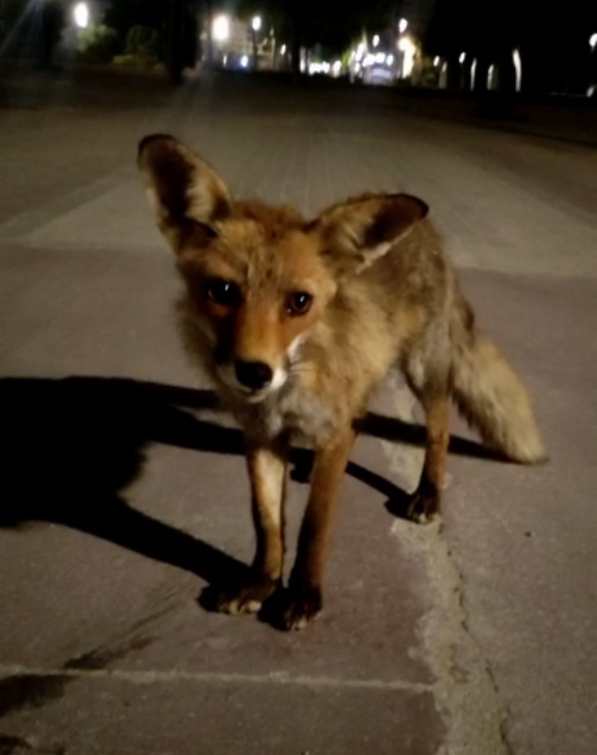 Zorro en el Parc de la Fira de Gandia