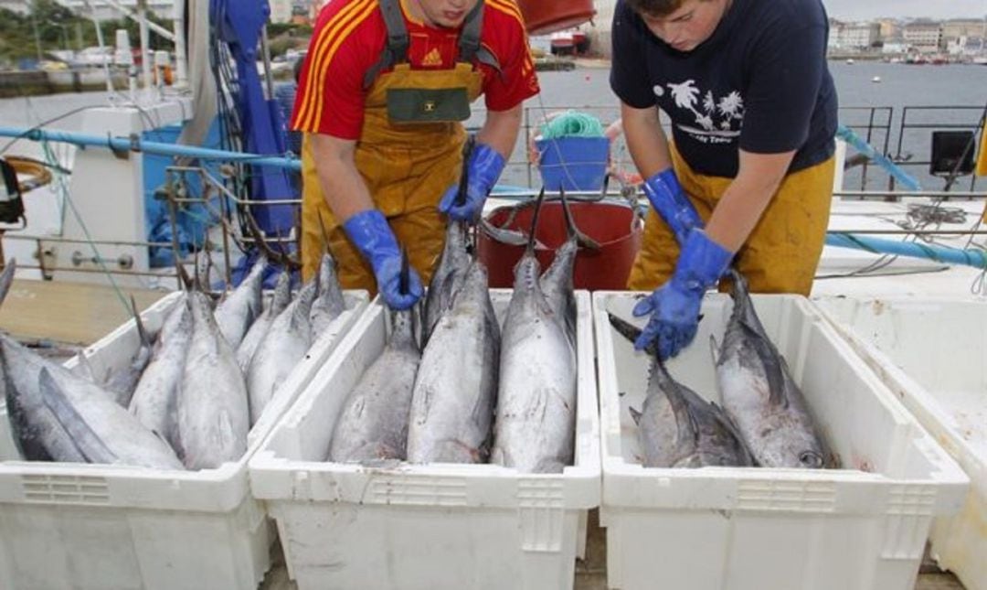 La lonja de Gijón ruló los primeros 10.500 kilos de bonito