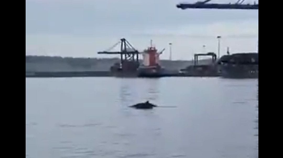 Una ballena se acerca al puerto de Santurtzi (Bizkaia).