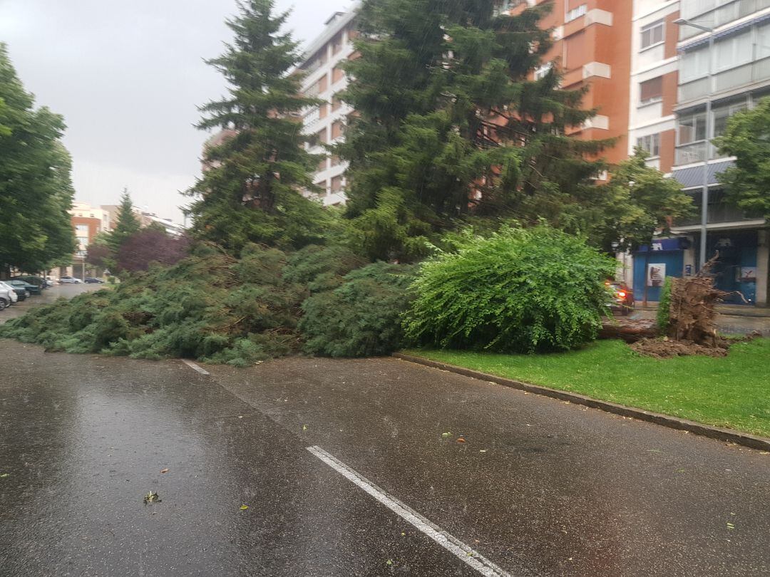 Un árbol ha sido derribado por la tormenta en la capital palentina