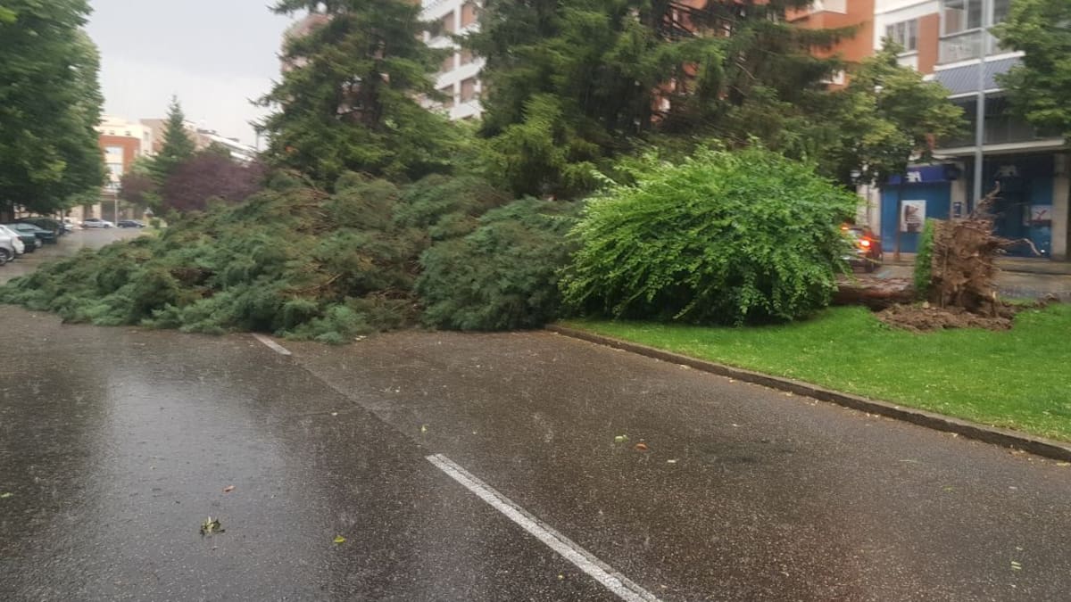 La oposición obliga al equipo de Gobierno a redactar un plan de gestión del arbolado