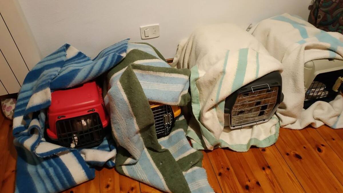 Sabiñánigo trabaja en el control y bienestar de animales domésticos