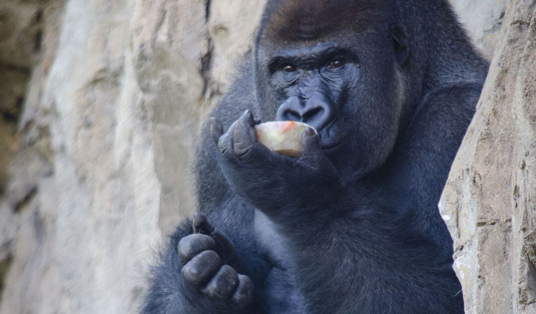 Helados para los animales del Bioparc Valencia