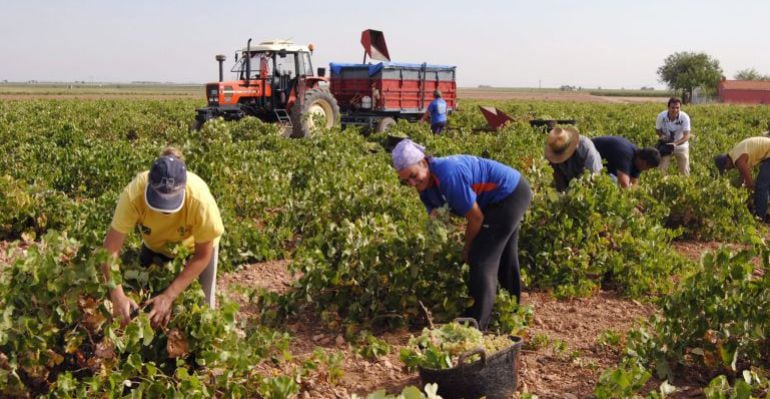 Cerca de mil castellano-manchegos acudirán a la vendimia francesa en busca de trabajo 