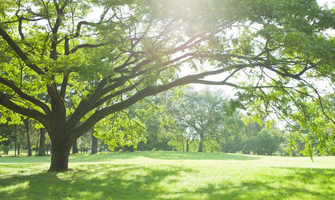 El árbol y el césped