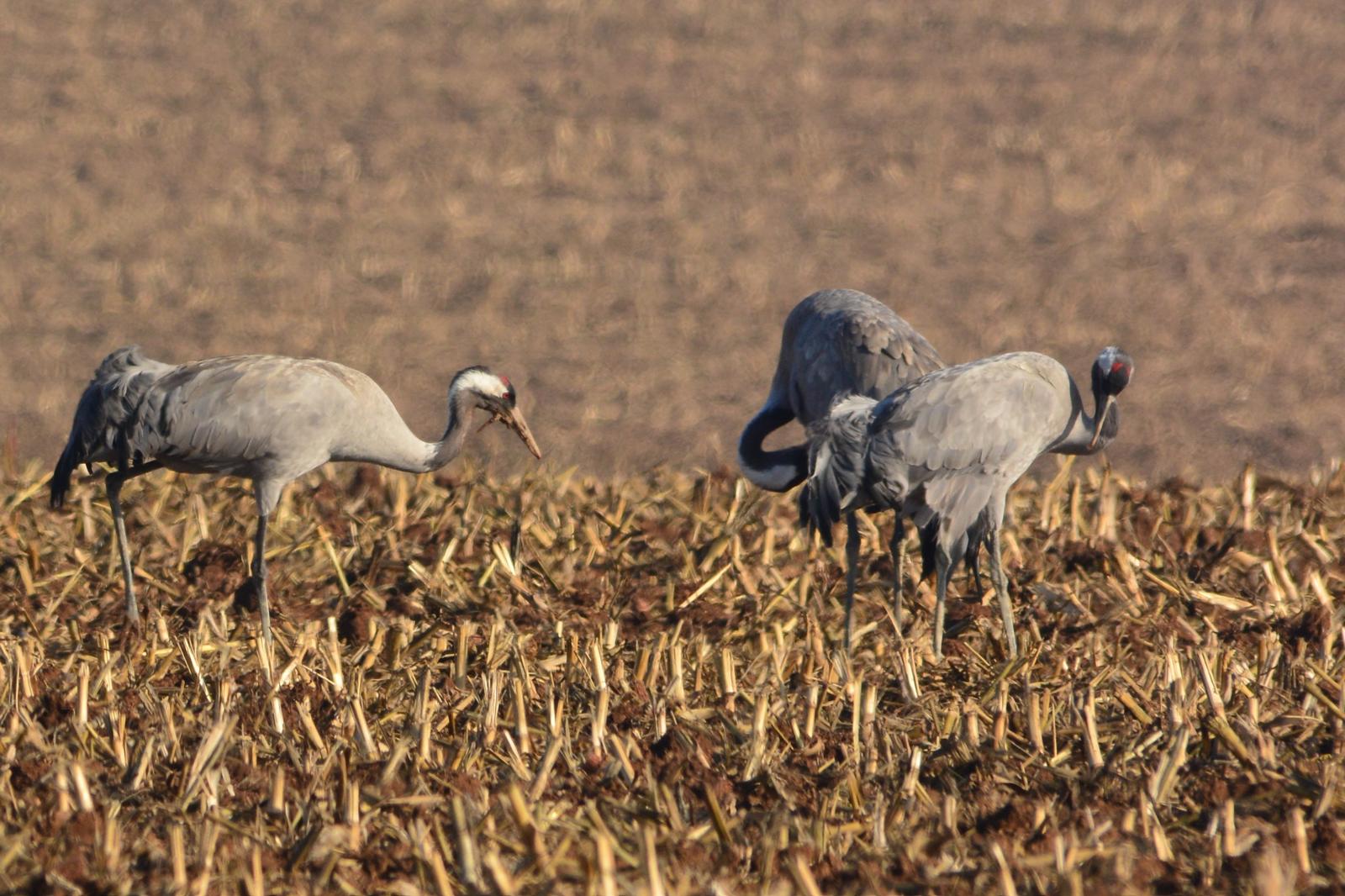 Grullas sanas/ ANSAR