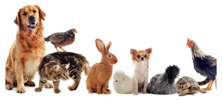 Scooby Palencia explica los motivos por los que ha rescindido el contrato de recogida de animales en la provincia