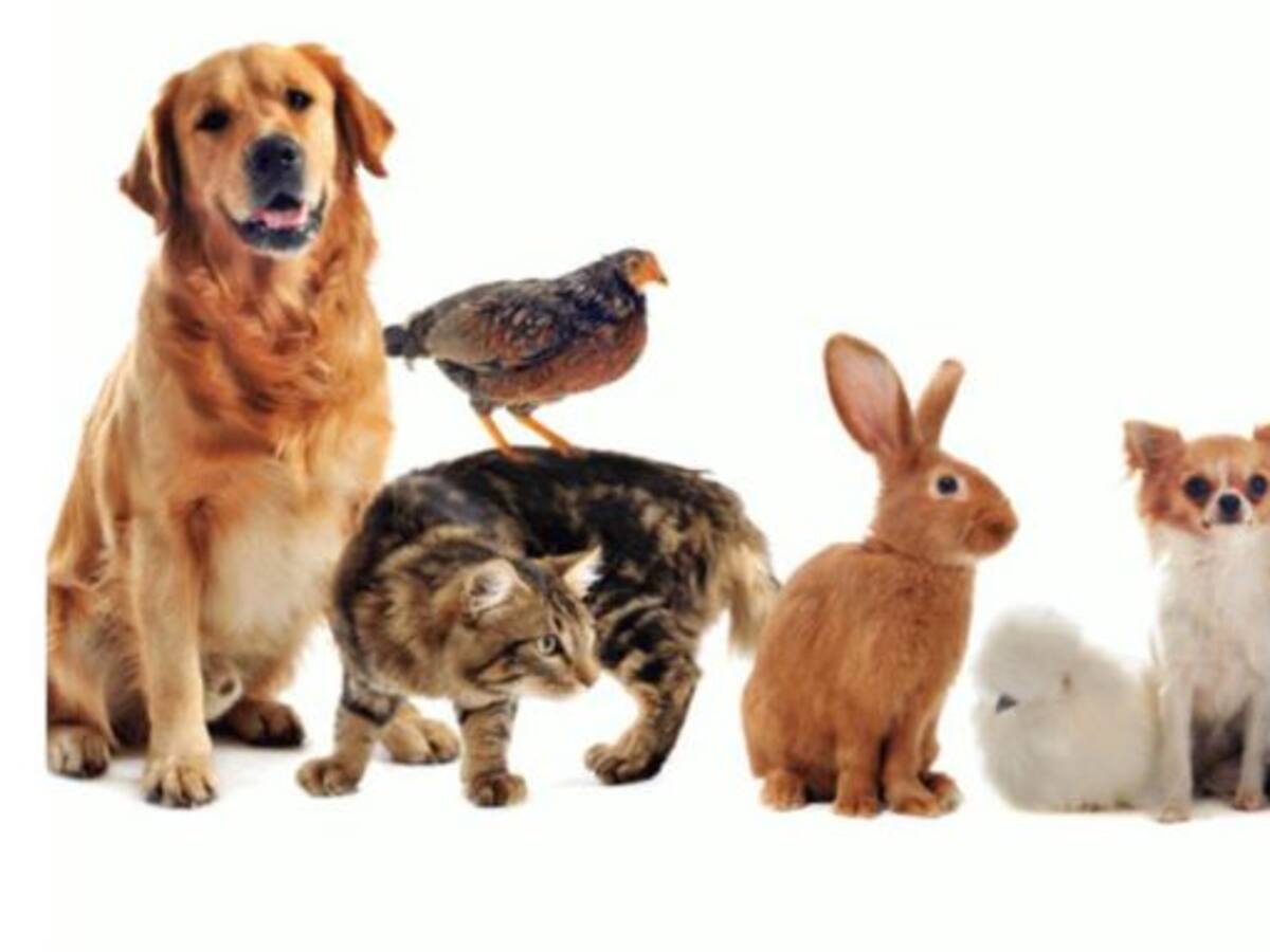 Recogidos en año y medio más de 400 perros y gatos abandonados en pueblos de Palencia