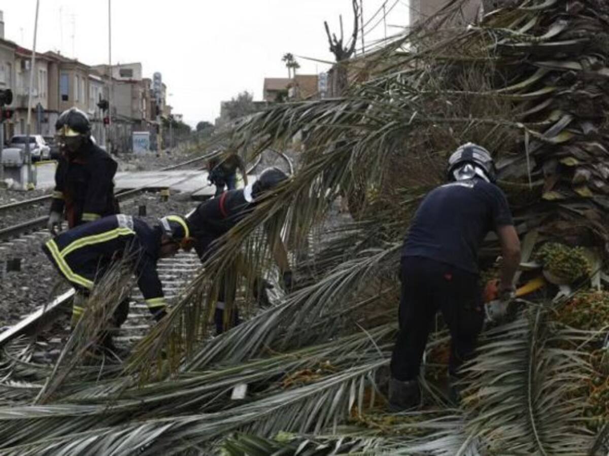 Cae una palmera en las vías del tren cerca de la Estación del Carmen