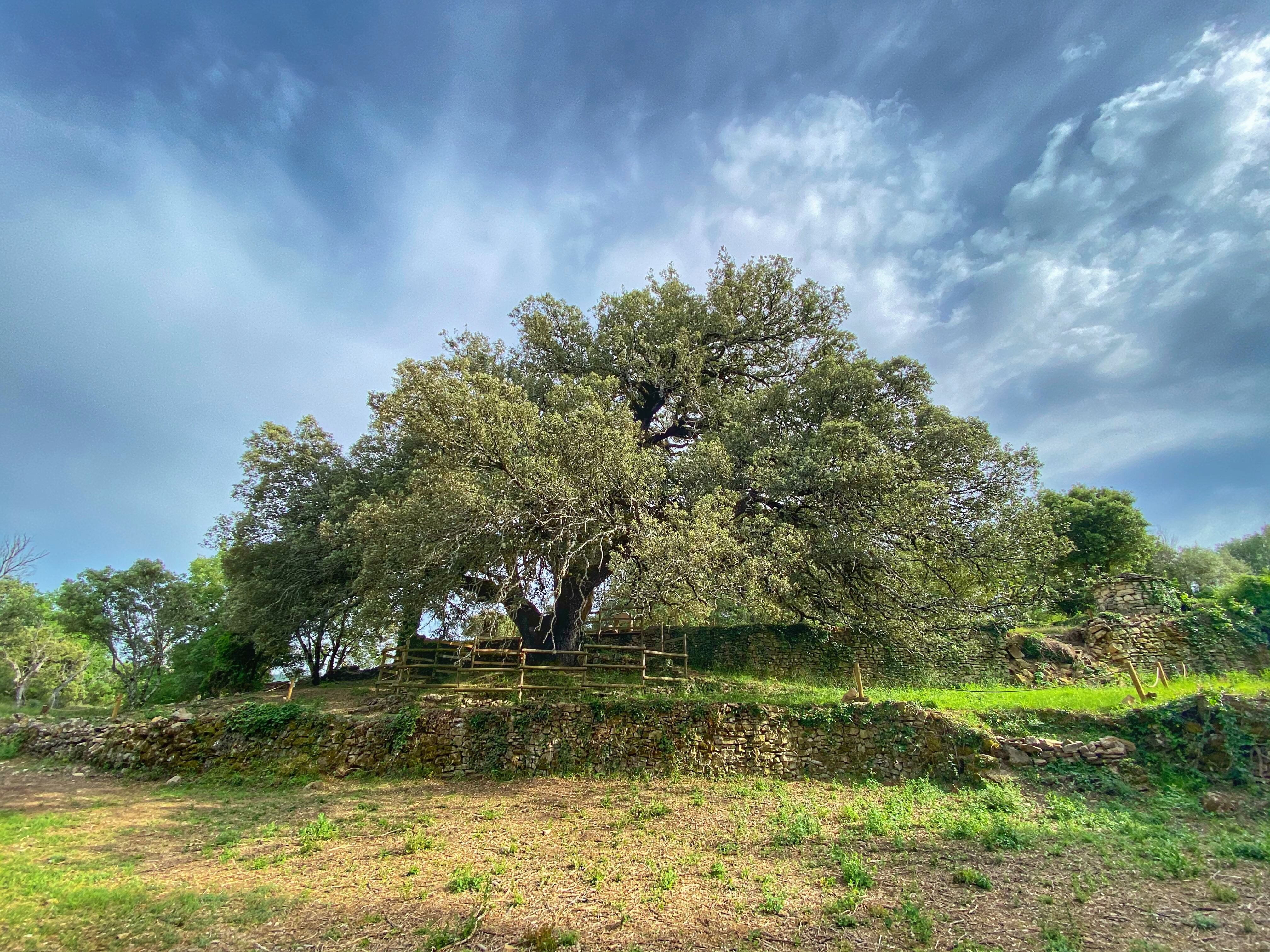 Carrasca de Lecina 