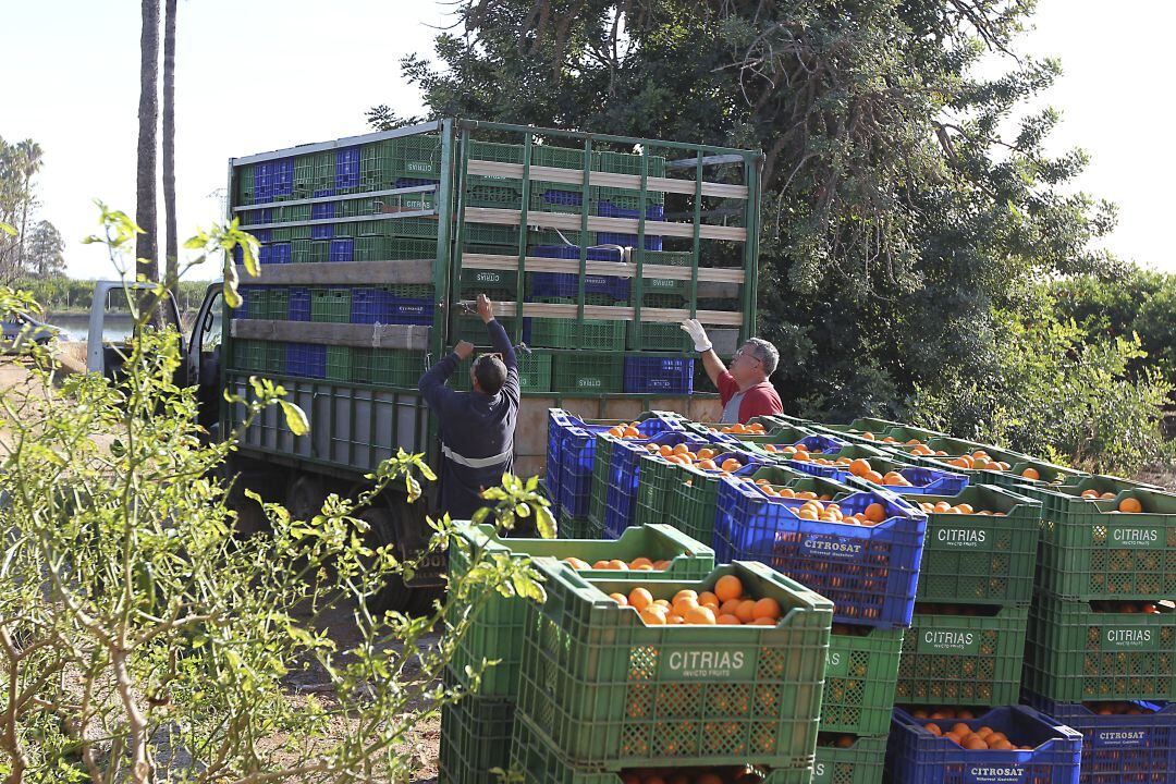La Asociación Valenciana de Agricultores advierte que la huelga de almacenes provocaría pérdidas a productores