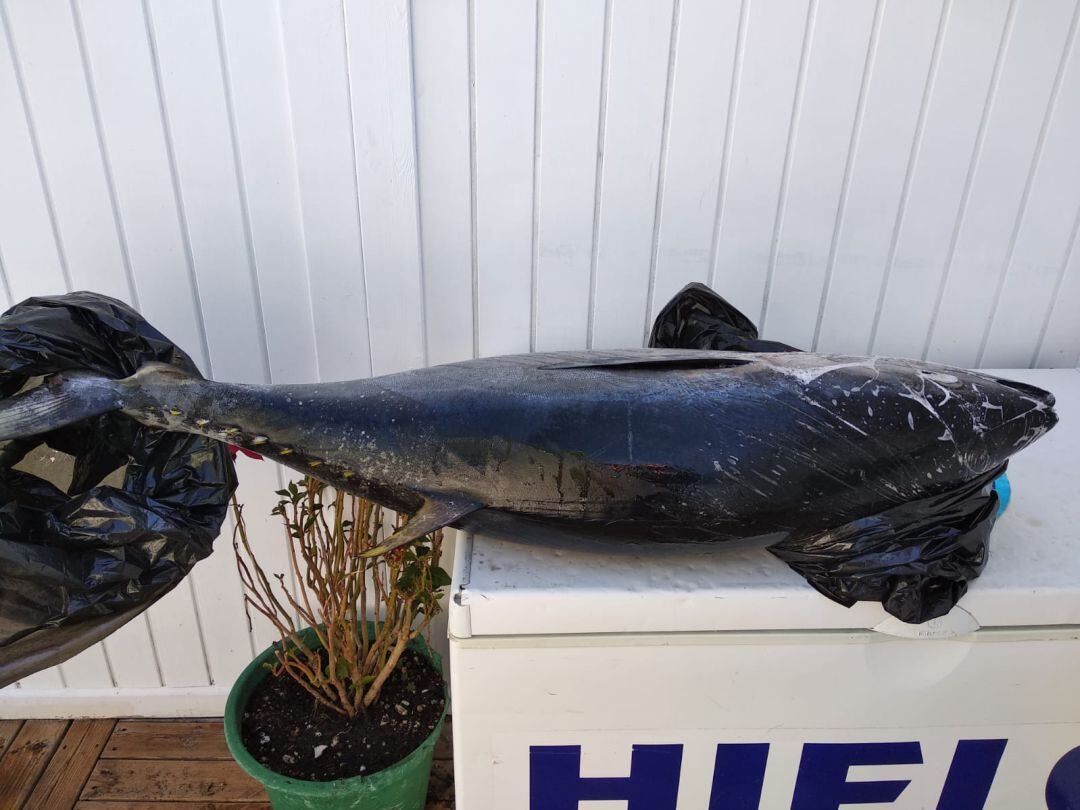 Incautación del animal.