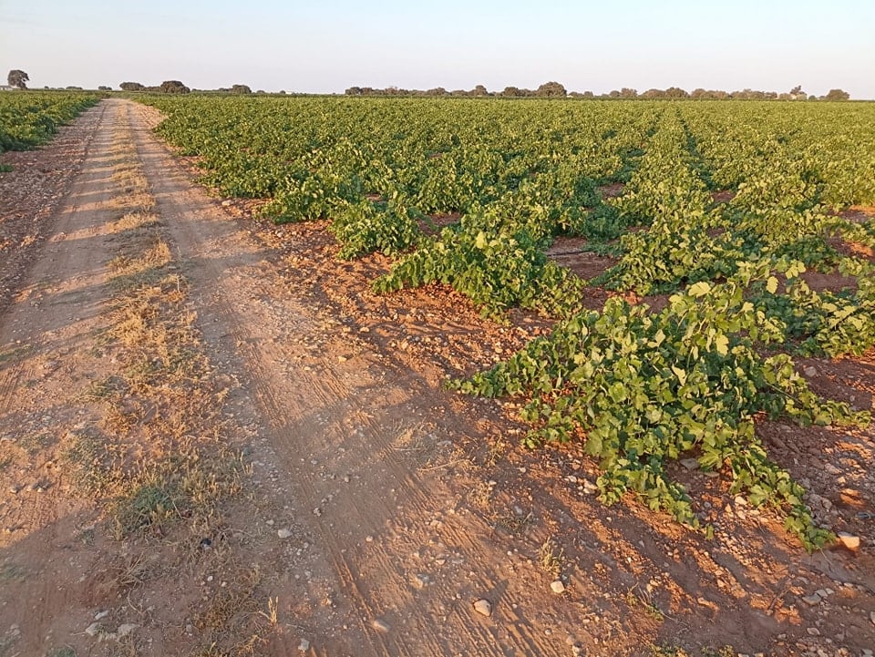 Uno de los caminos del término municipal de Socuéllamos