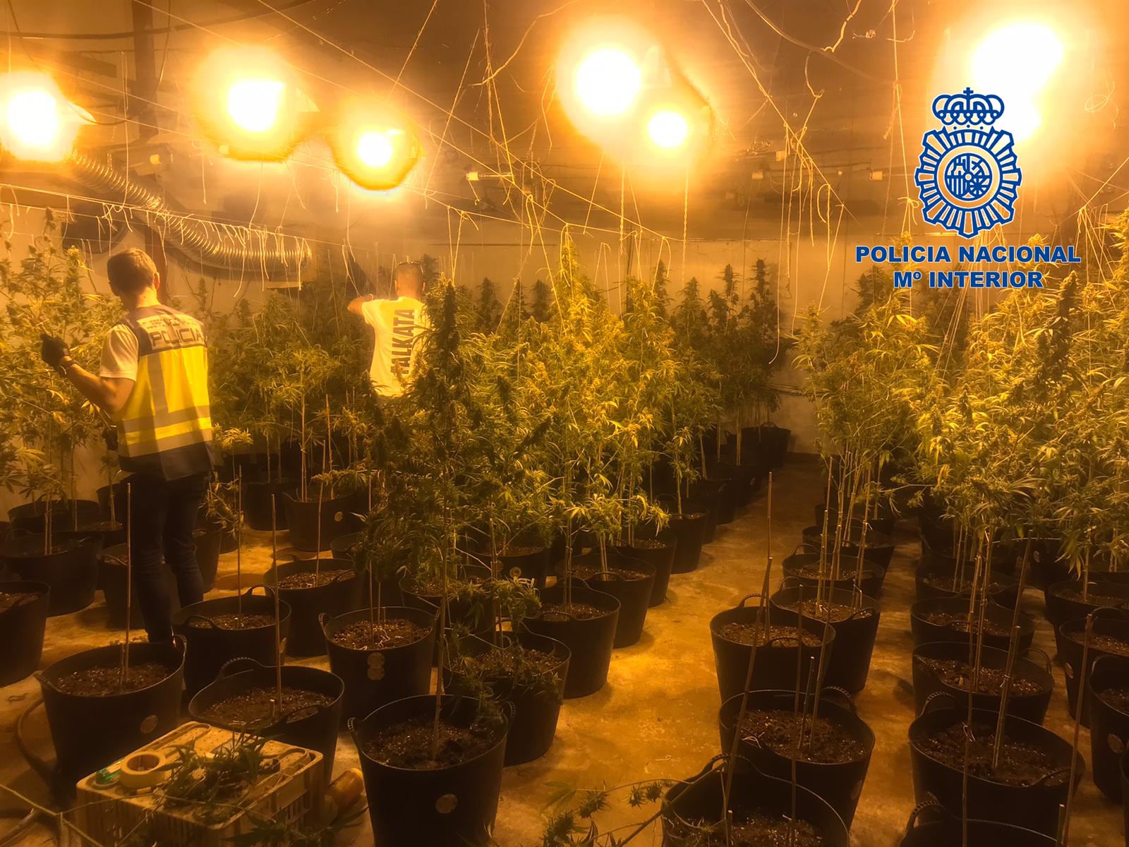 La Policía Nacional desmantela una nave en la que había una plantación de marihuana en Gandia.