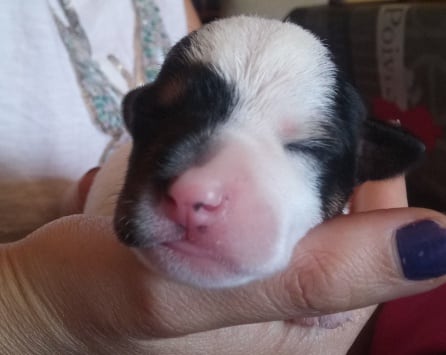 Uno de los cachorros rescatados este sábado en Castellar