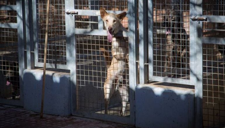 La protectora se encuentra en una complicada situación de espacio y capacidad de cuidados 