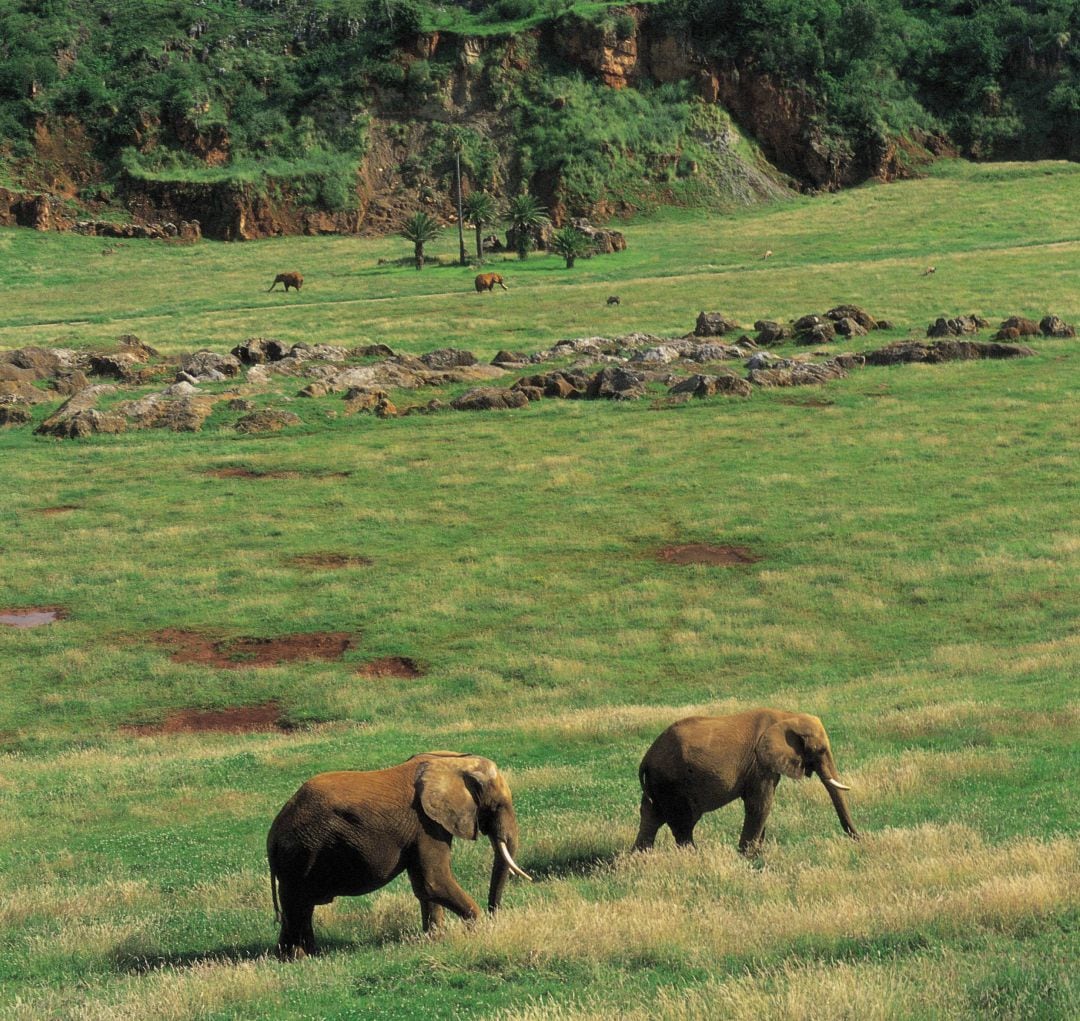 Ejemplares de elefante en el Parque de la Naturaleza de Cabárceno.