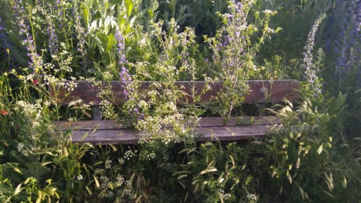 IU denuncia la invasión de la vegetación en varias zonas de la capital