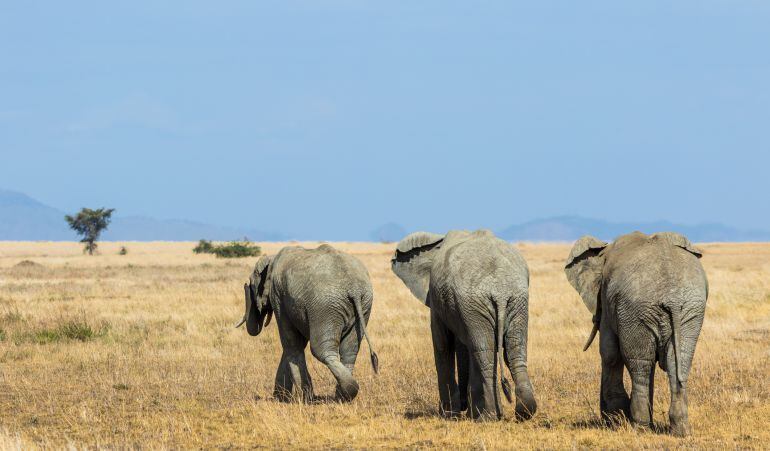 El hombre falleció tras ser embestido por un elefante.