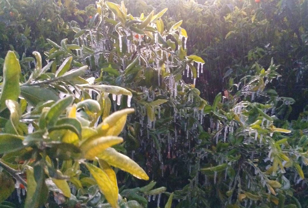 Campos congelados en Alfauir en la noche de Reyes del 6 de enero  