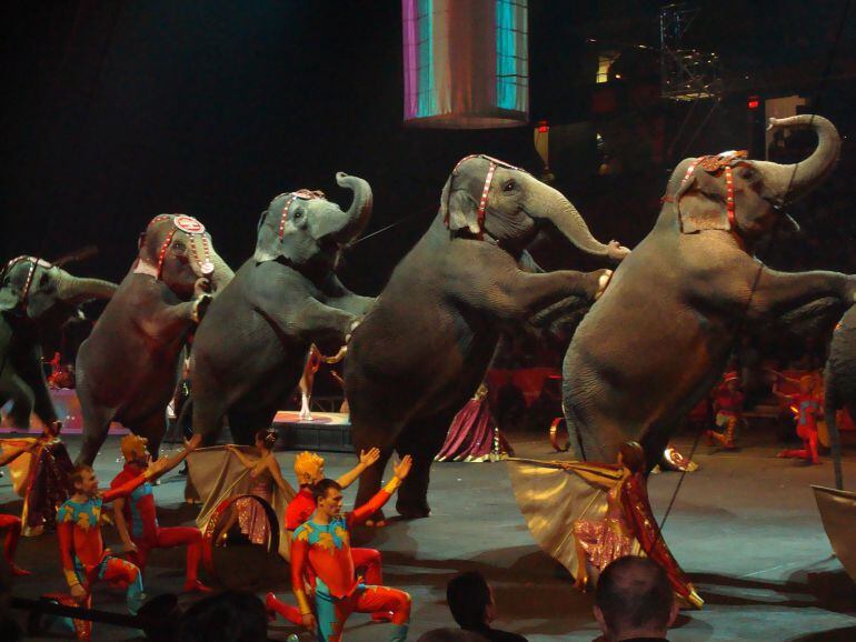 Palencia veta la instalación de circos con animales tras el pertinente acuerdo municipal