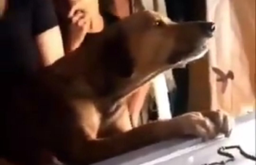 Un perro llora sobre el féretro de su dueño fallecido