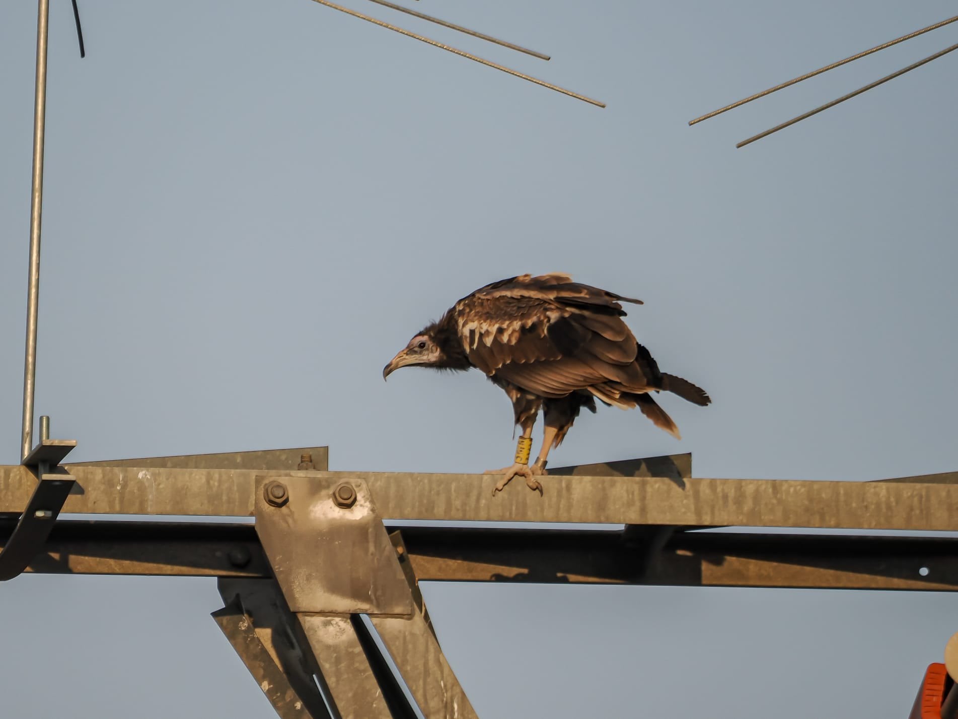 Uno de los alimoches nacidos en el Zoo de Jerez