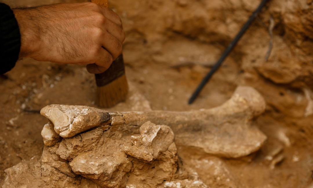 Hallan restos de la presencia humana de más de 600.000 años en Atapuerca.